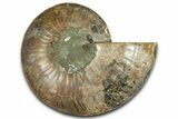 Cut & Polished Ammonite Fossil (Half) - Madagascar #359558-1